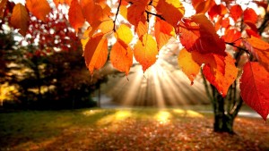 sunshine-on-autumn-leaves