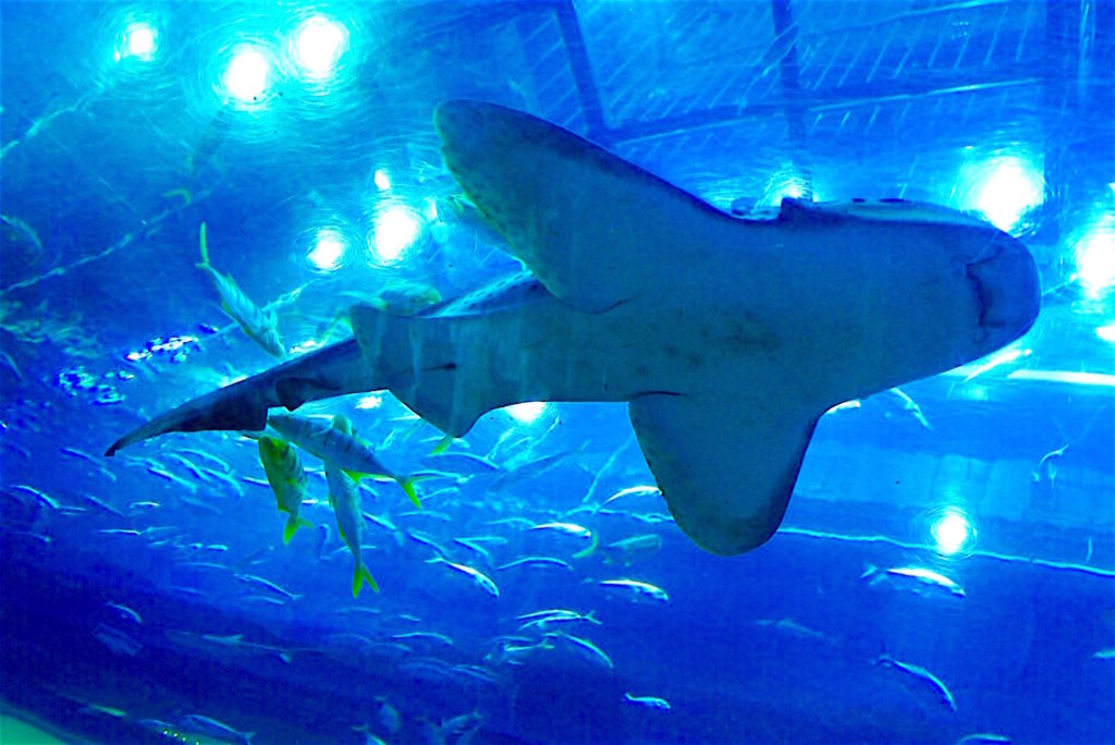 Dubai Mall Shark
